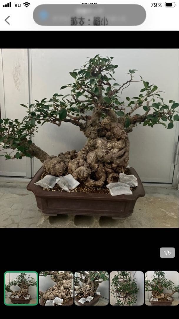 イボガジュマル　盆栽　塊根　直接取引限定