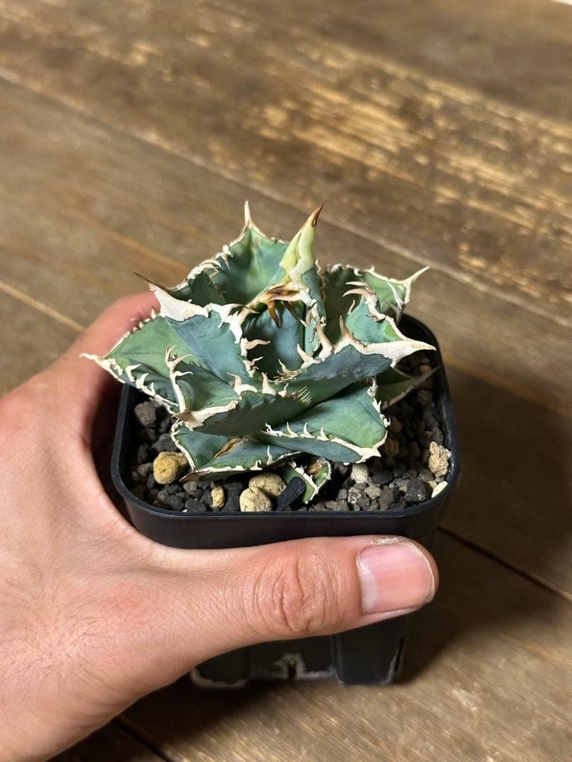 CJ Special NS.3 CJスペシャル