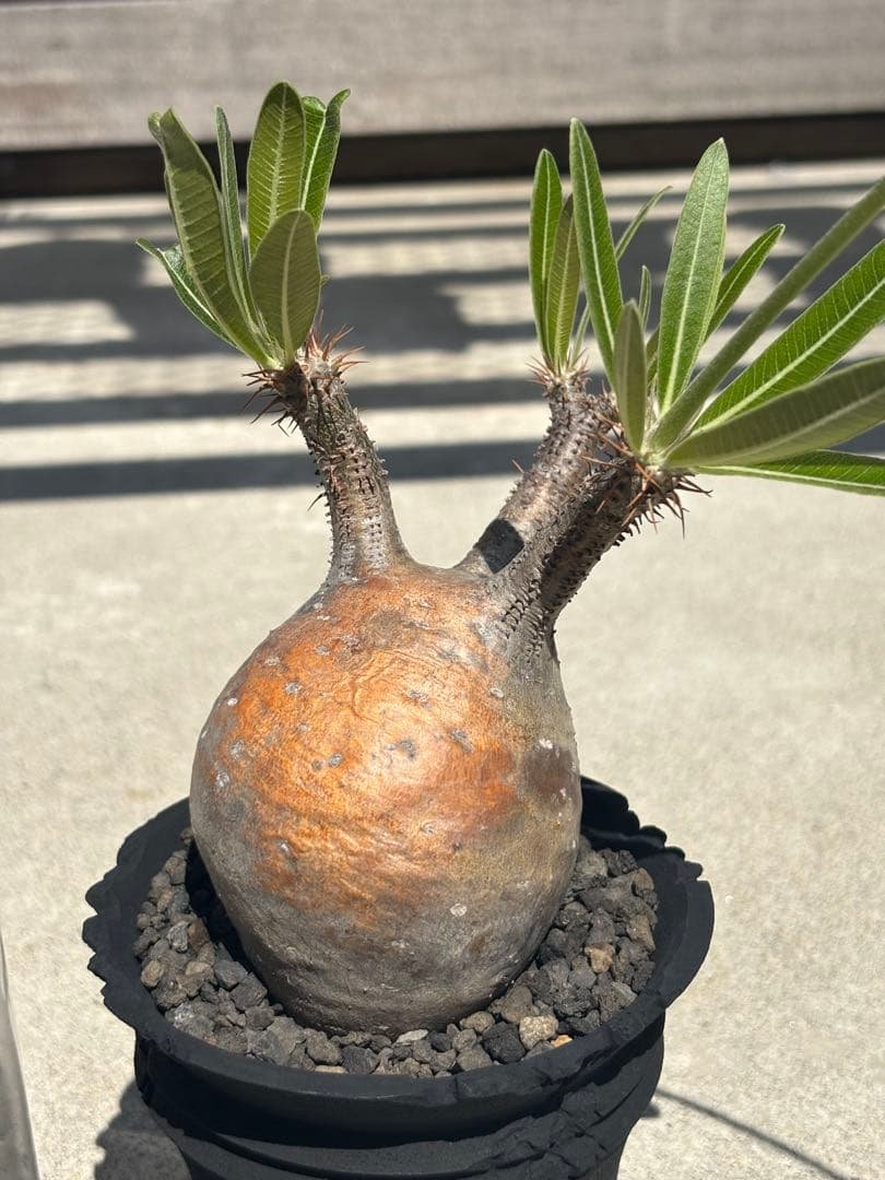 グラキリス 現地球 発根済み F.I.P鉢