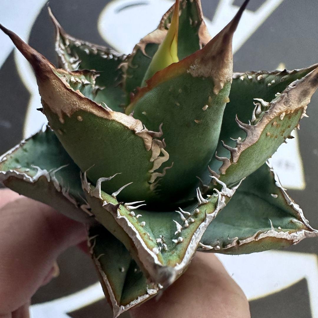 836【上澳園芸】アガベ チタノタ 裏棘 表棘 スーパー豆豆龍