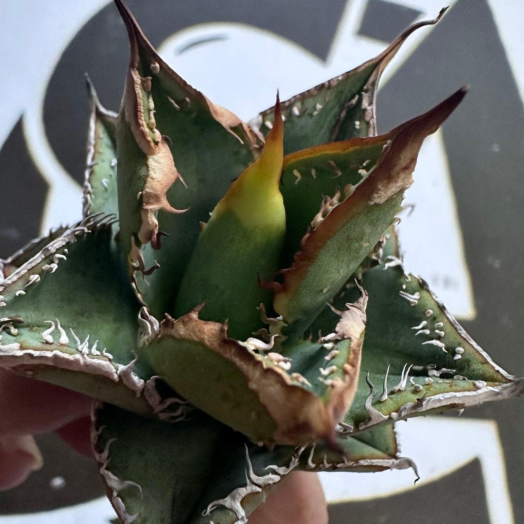 836【上澳園芸】アガベ チタノタ 裏棘 表棘 スーパー豆豆龍