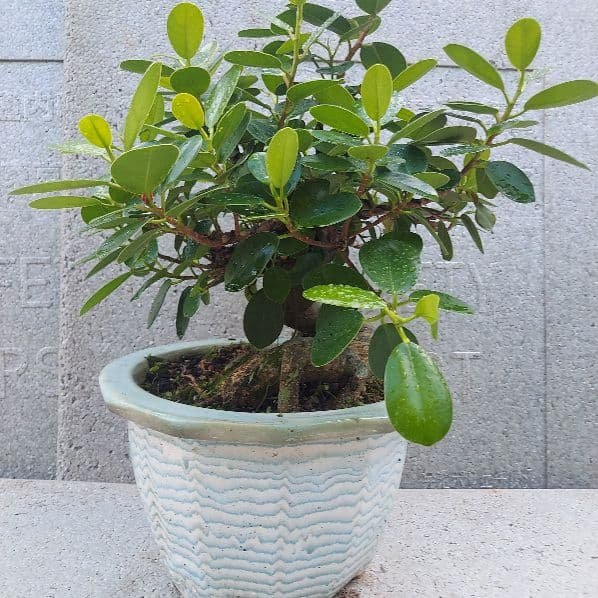 亜熱帯の樹木　パンダガジュマル　②