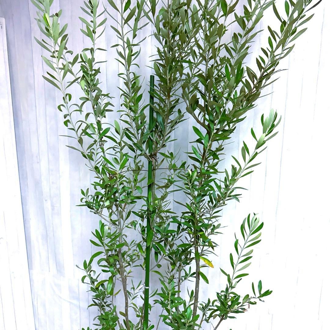 オリーブの木,た植物/観葉植物 シプレッシーノ『特大、綺麗な樹形。全長約210㌢