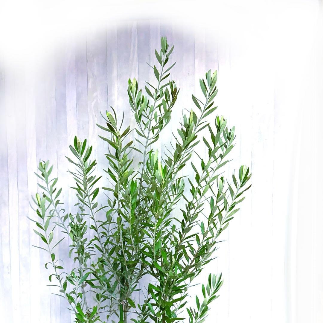 オリーブの木,た植物/観葉植物 シプレッシーノ『特大、綺麗な樹形。全長約210㌢