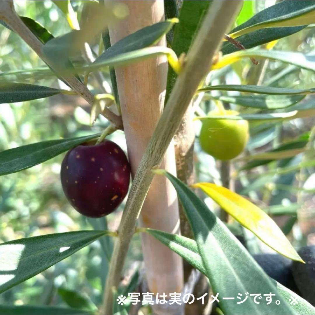 オリーブの木,た植物/観葉植物 シプレッシーノ『特大、綺麗な樹形。全長約210㌢