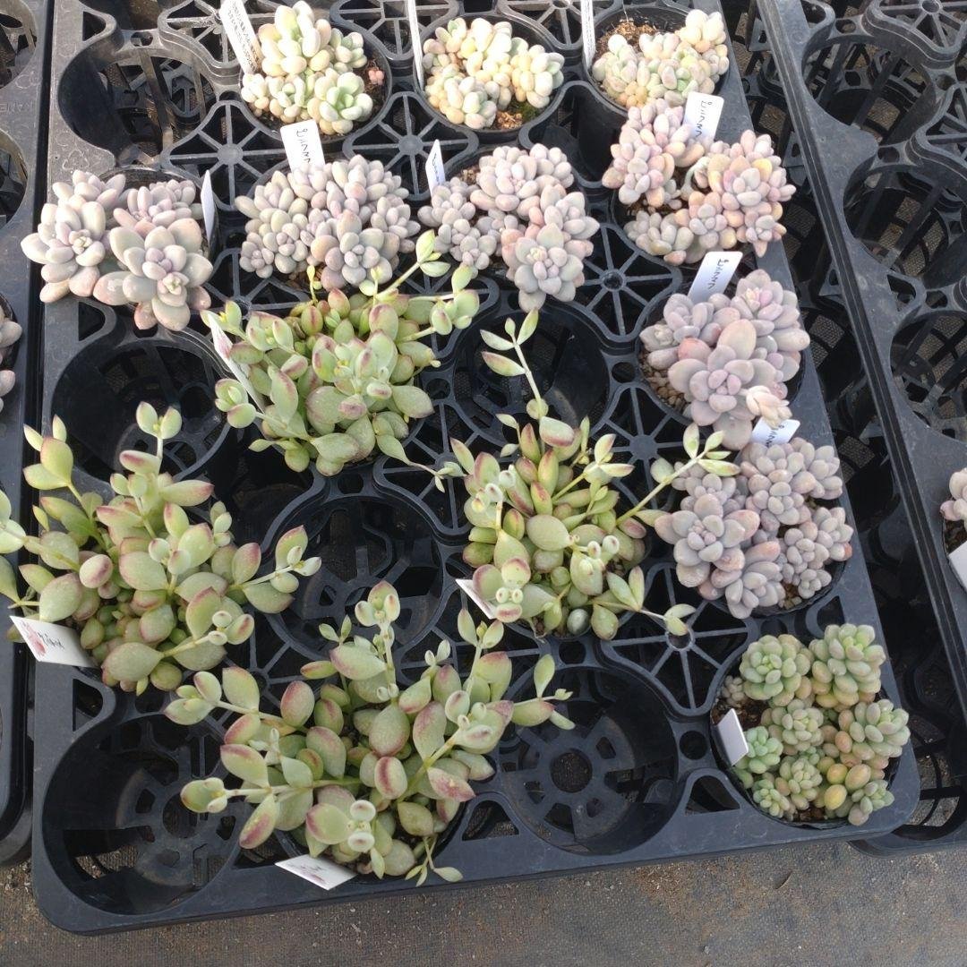 月曜待ち kuubosoraboさん専用