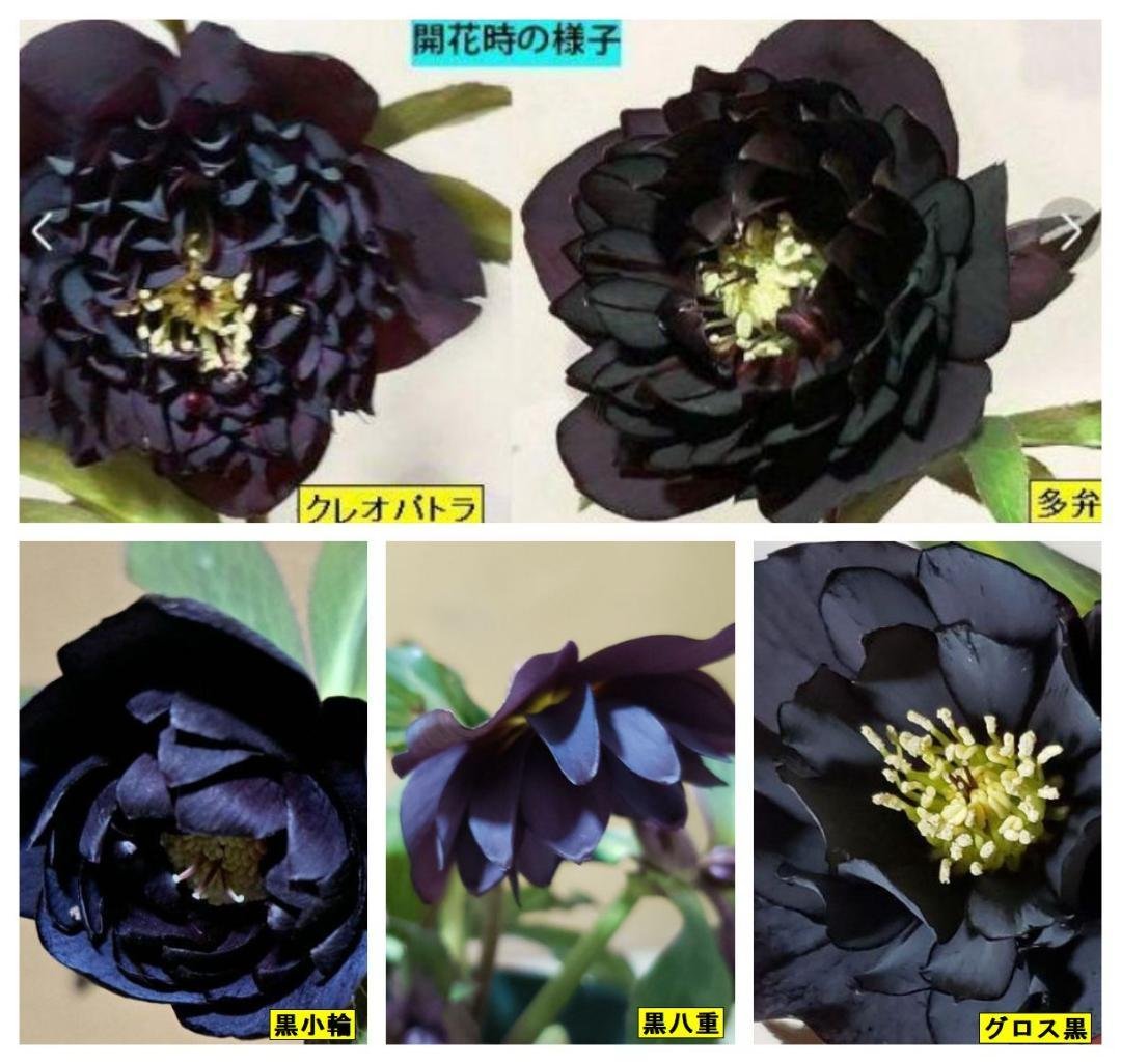 クリスマスローズ クレオパトラ等黒花 交配発芽苗10本セット