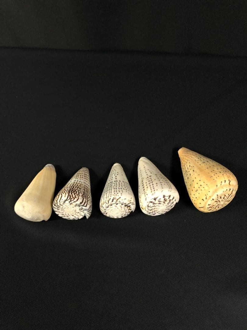イモガイ＊貝殻＊インテリア＊置物＊5個セット