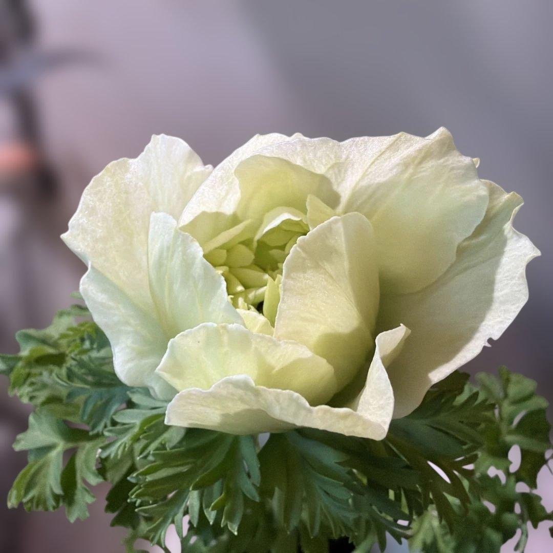 シオン様　確認用　レバンテ　ビアンコ（クリーム色〜白）