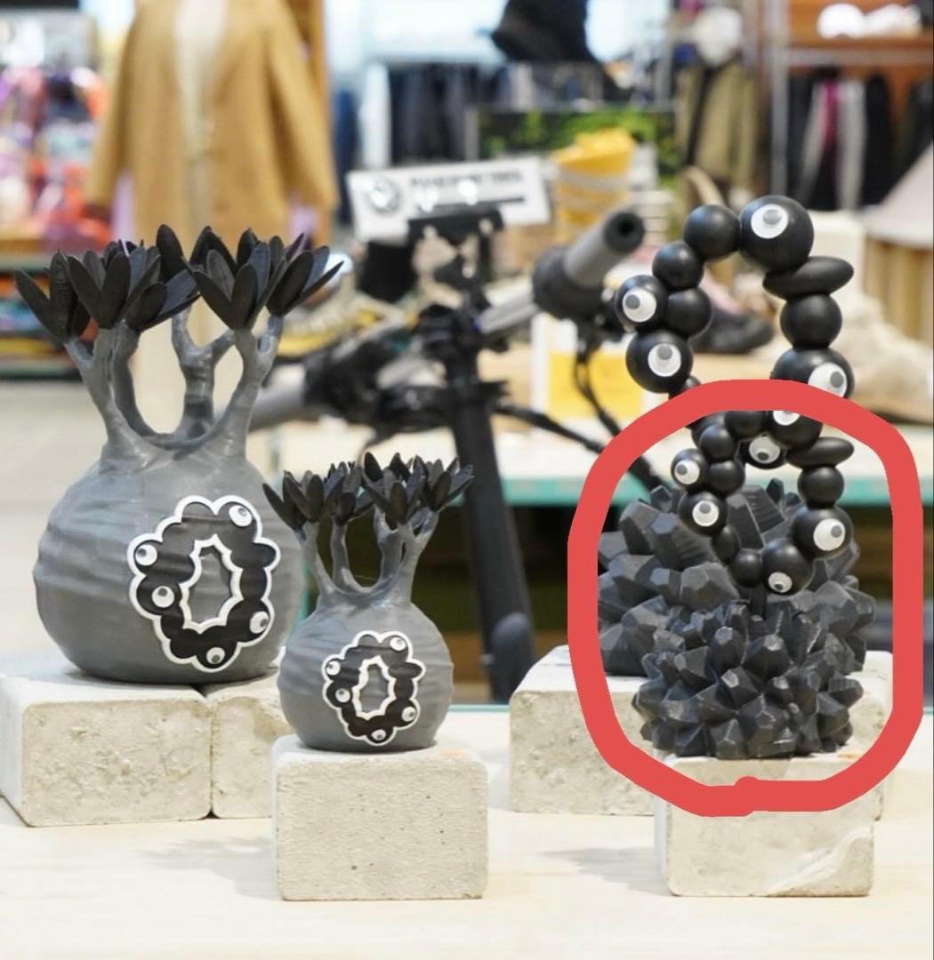 Sサイズ　LOBINDON ロビンドン ミャクミャク グラキリス 亀甲竜 塊根