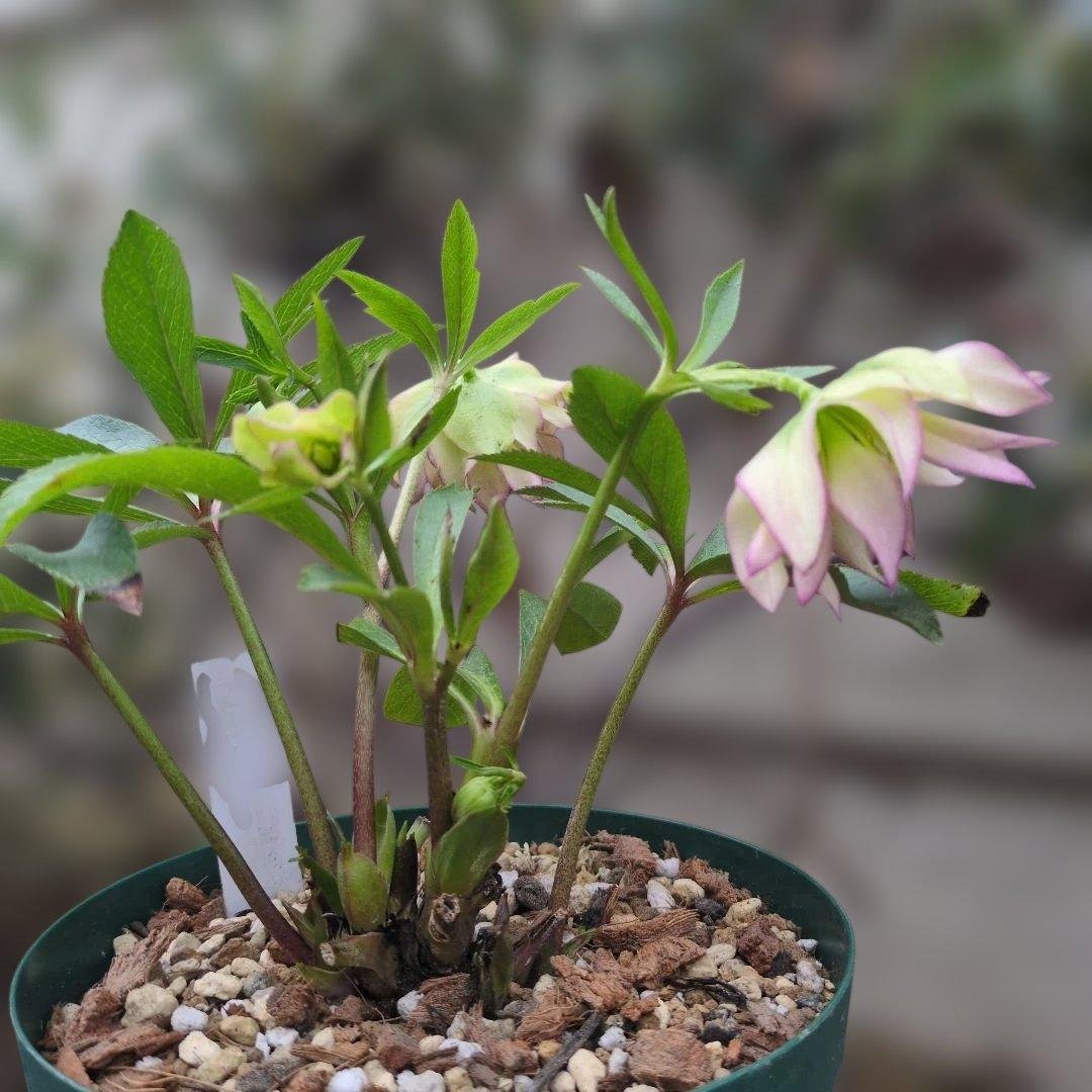 K*o様 大木ナーセリー❤️ クリスマスローズ❤️ ヘルツェ✕ヒデ交配❤️