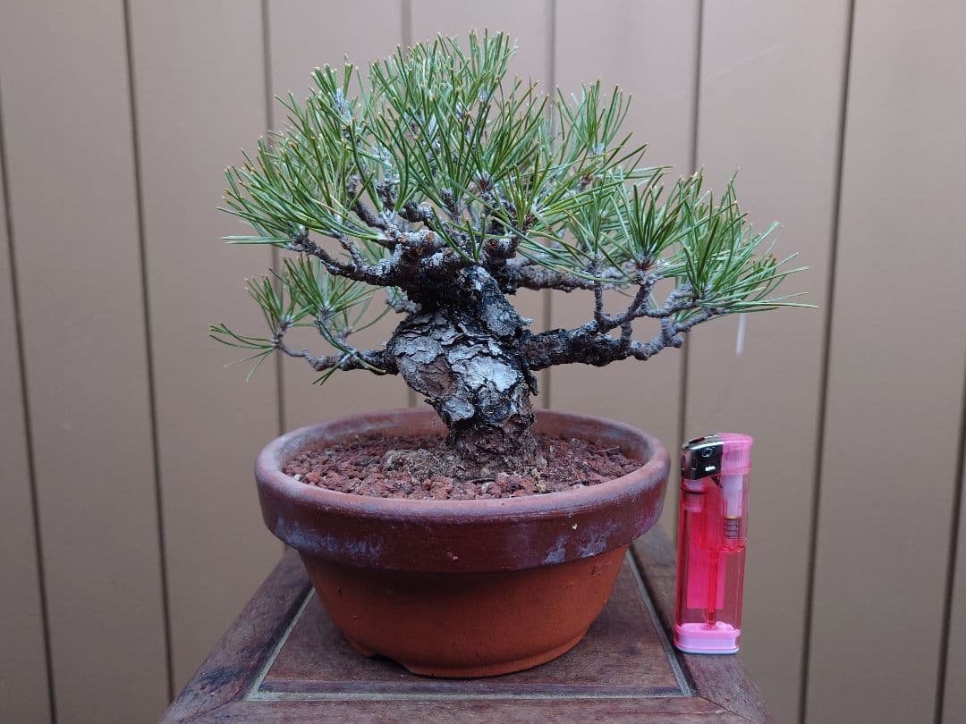 盆栽　黒松　樹高15cm