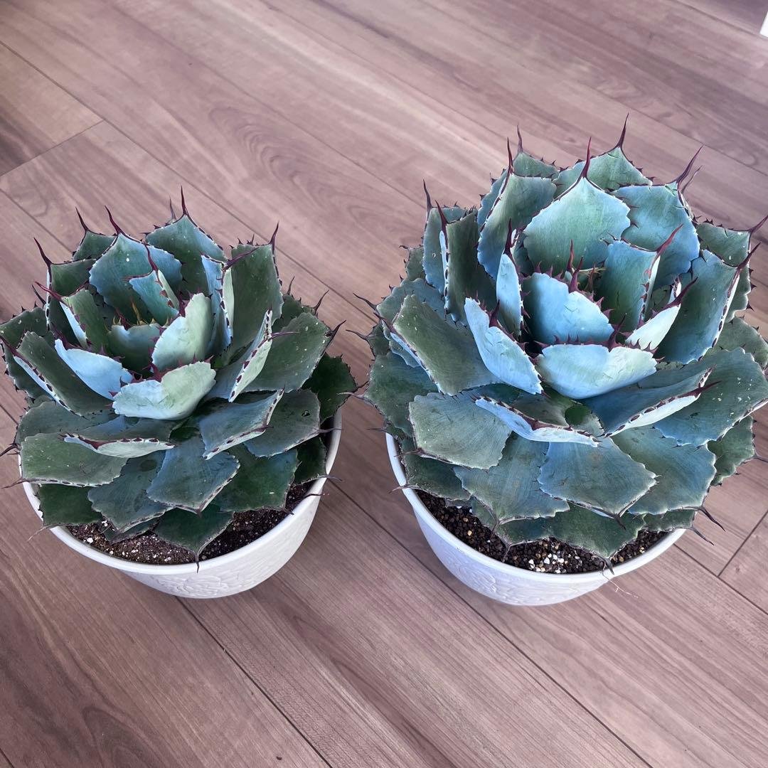 吉祥冠　2個セット　大きめ株　即戦力