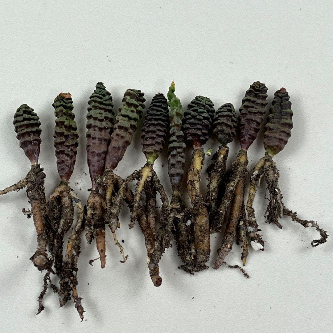 E11珍奇植物　多肉植物 つくし玉 ブルビネ・ブルインシー 実生株 10株同梱