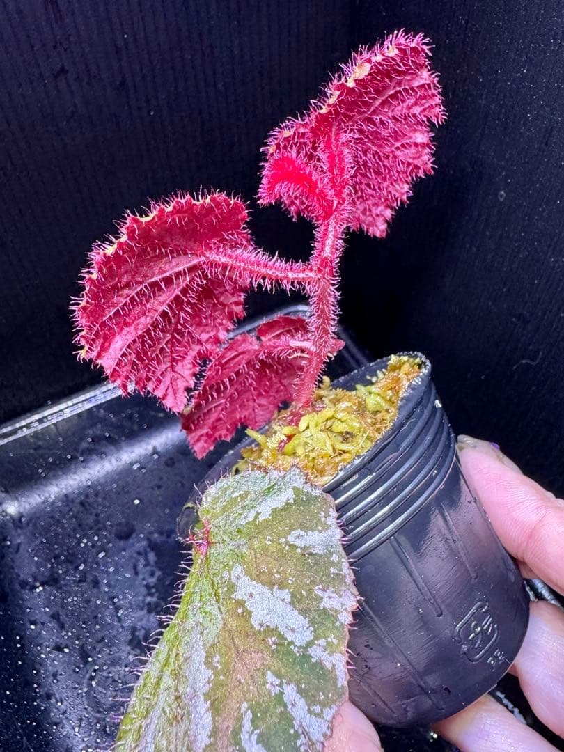 専用❣️超希少　Begonia sp. 'Kapuas hulu' 赤毛　ベゴニア