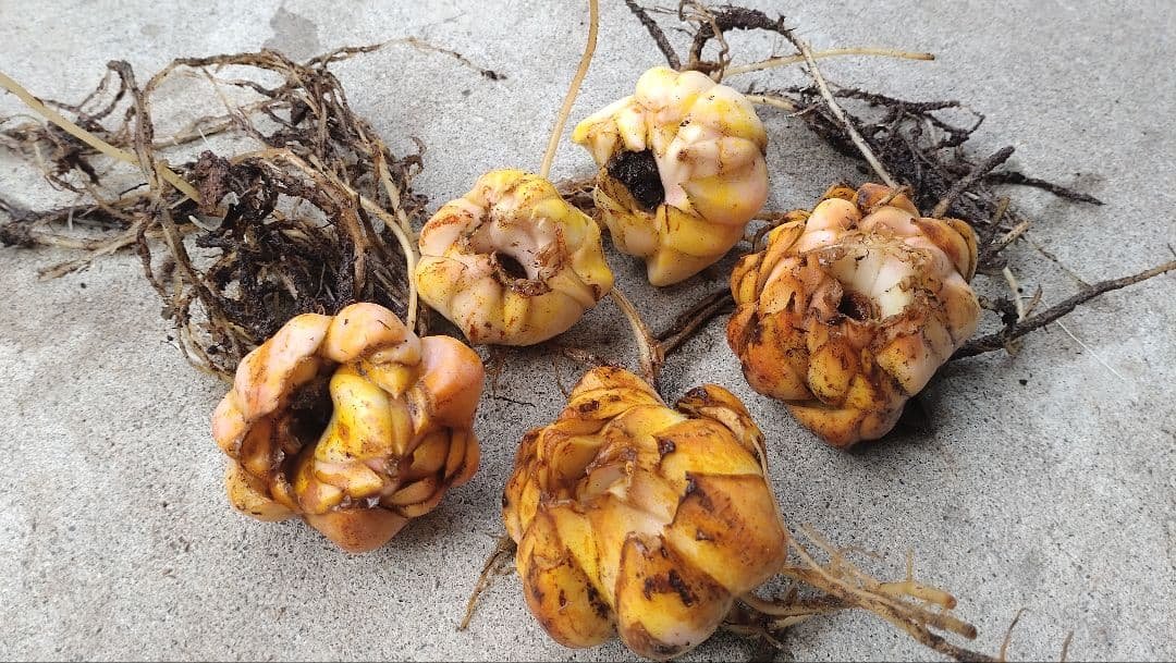 2月2日更新　百合　球根（お知らせ用）