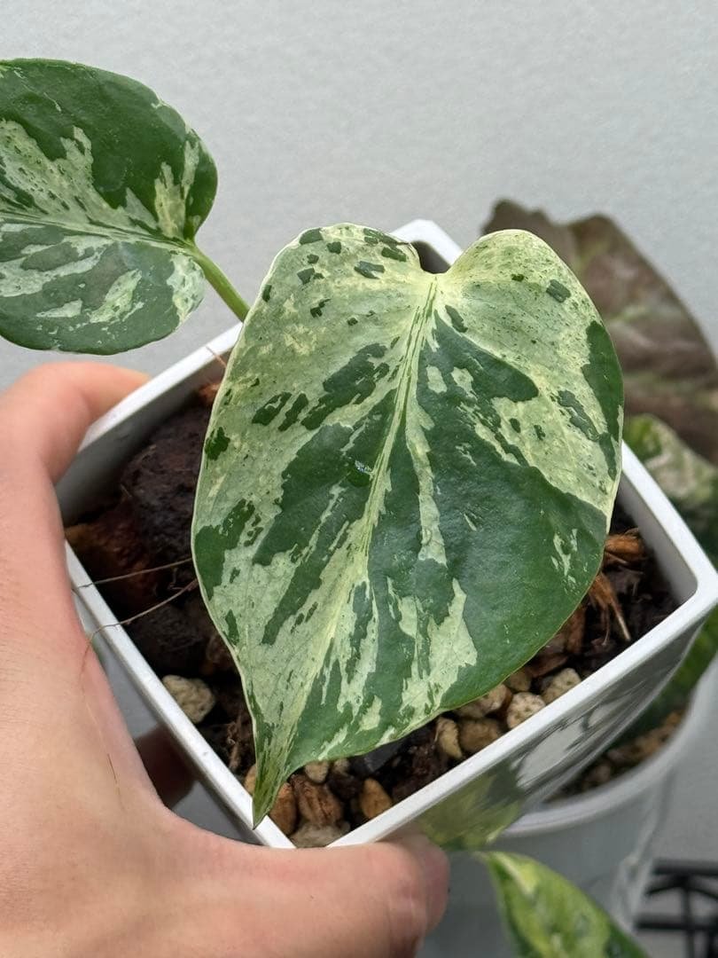 【早い者勝ち】モンステラ　デリシオーサ　ベトシオーサ 斑入り
