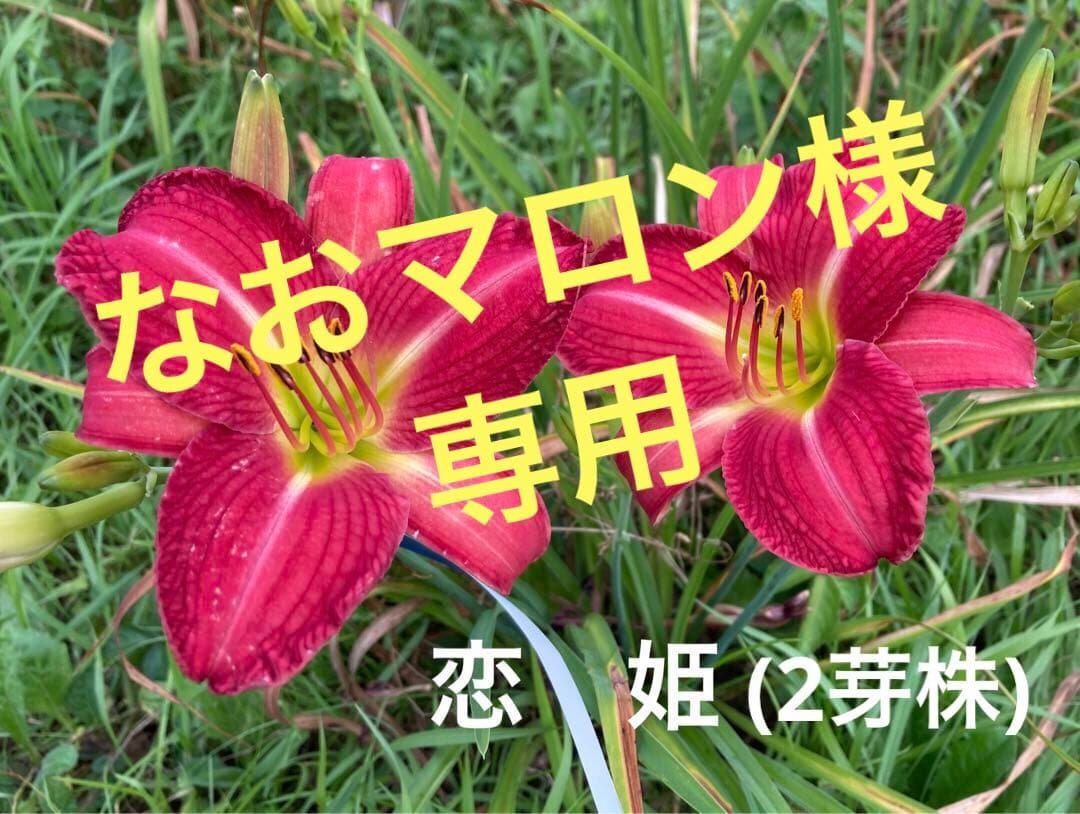 なおマロン　ヘメロカリス3品種セット