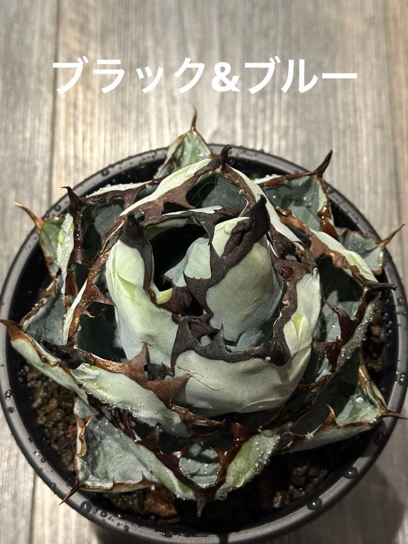 BLACK&BLUE ブラックアンドブルー　ブラック&ブルー　美株　ボールタイプ